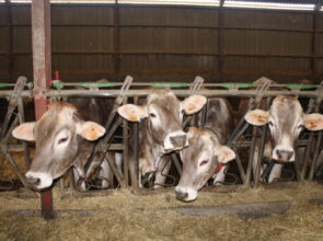 Visite de la ferme GAEC DES PETITS ARCIS