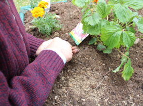 Plantation