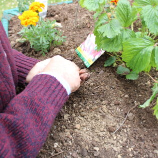 plantation